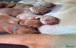 Labrador Retriever dogs for sale: Labrador puppy for Christmas? Dog for life - Image 17