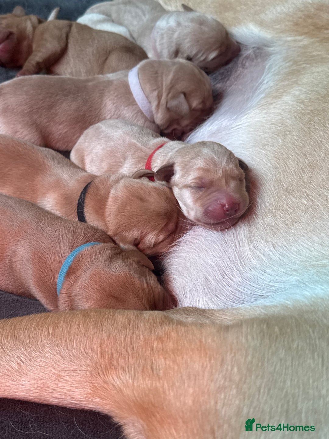 Labrador Retriever dogs for sale: Labrador puppy for Christmas? Dog for life - Image 17