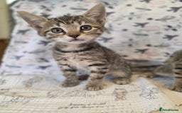 Maine Coon cats for sale: Maine coon x kittens - Image 11