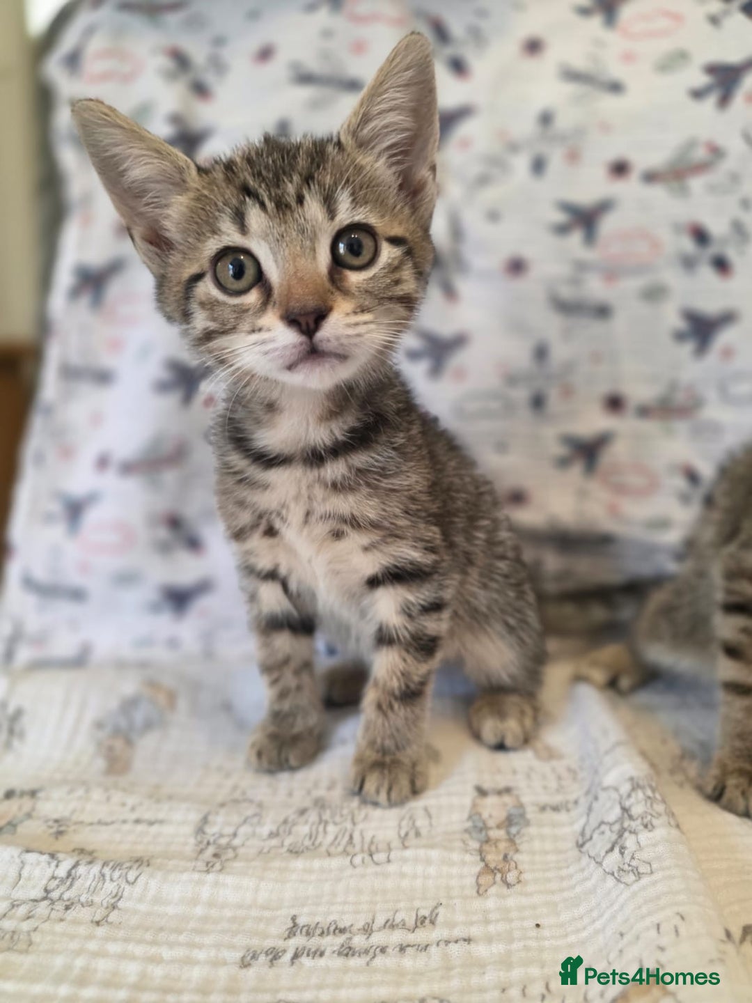 Maine Coon cats for sale: Maine coon x kittens - Image 11