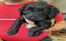 Sproodle dogs for sale: 1 Gorgeous F2 Sproodle Girl FULLY Vaccinated - Image 9