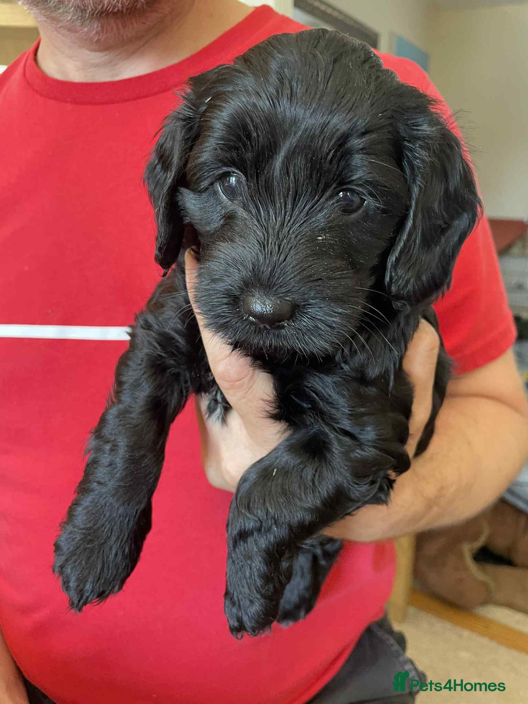 Sproodle dogs for sale: 1 Gorgeous F2 Sproodle Girl FULLY Vaccinated - Image 9