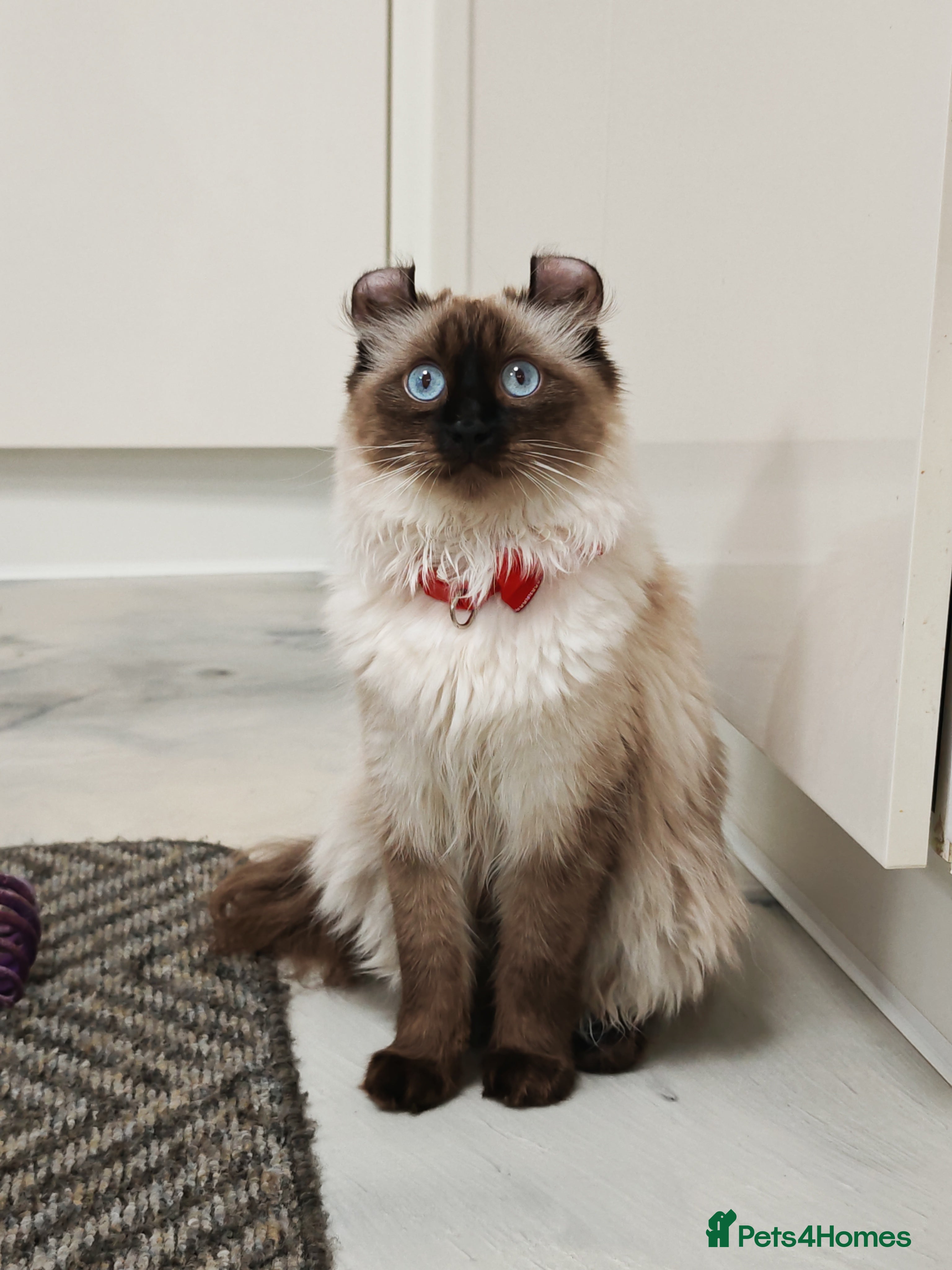 American Curl cats Two very rare and wonderful kittens for sale - Advert 1