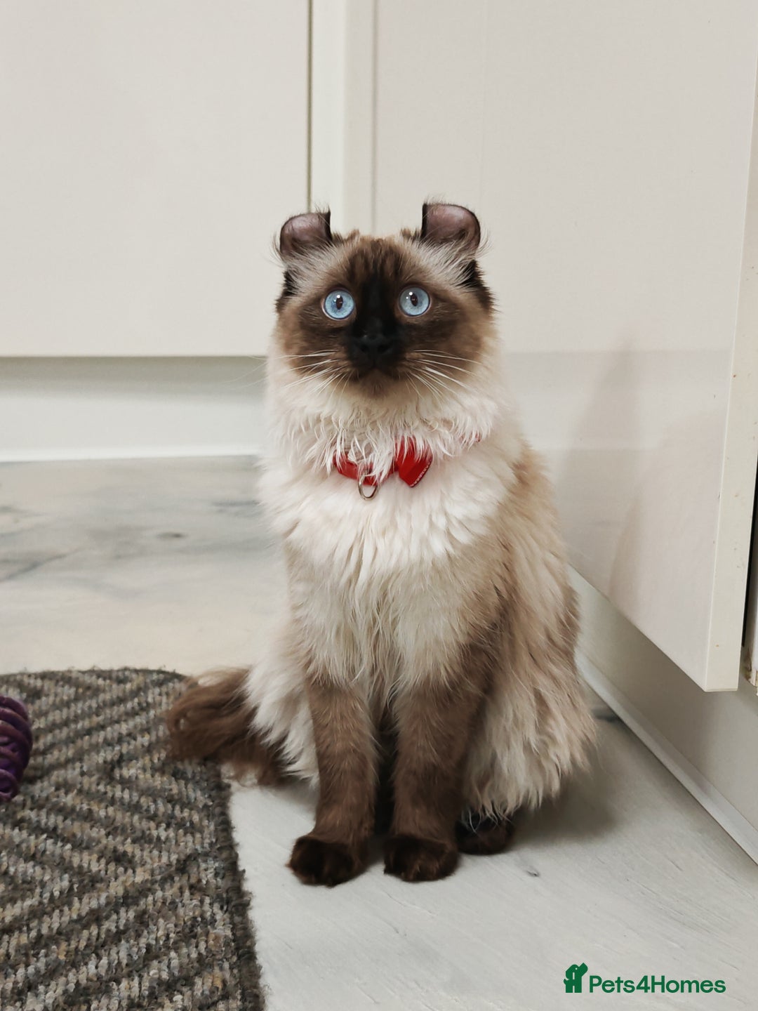 American Curl cats for sale: Two very rare and wonderful kittens for sale - Advert 1