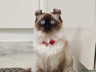 American Curl cats Two very rare and wonderful kittens for sale - Advert 4