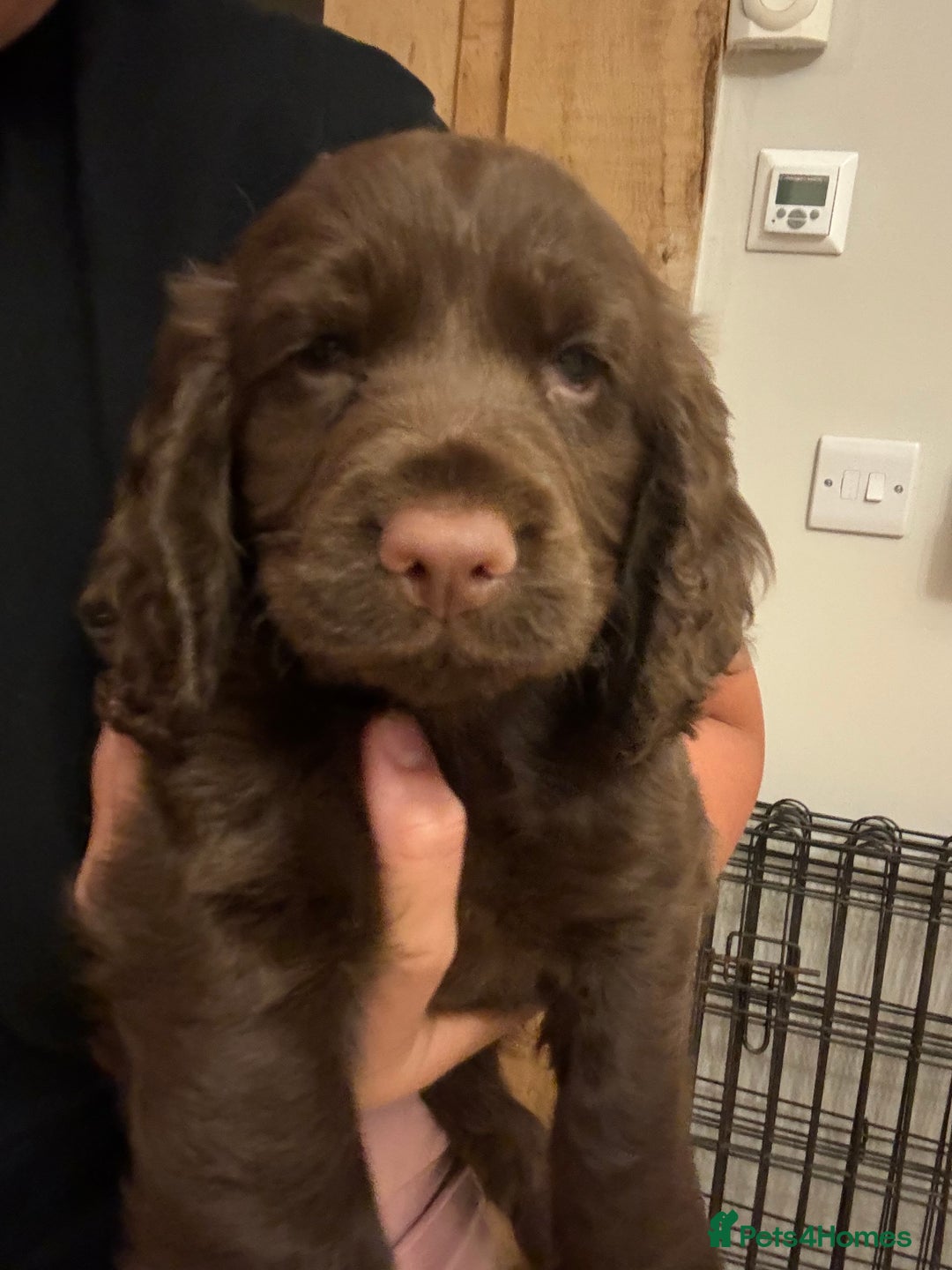 Cocker Spaniel dogs for sale: Beautiful litter of cocker spaniels for sale  - Image 12