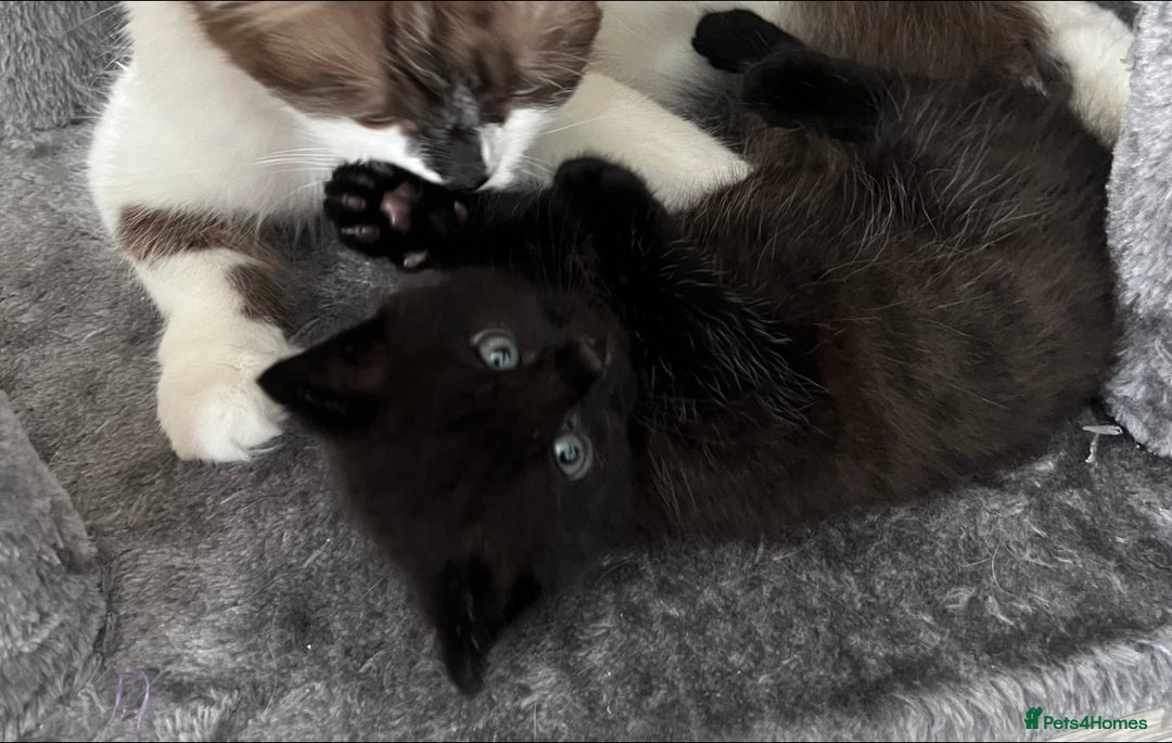 Ragdoll cats for sale: Ragdoll mix (available Now)  - Image 2