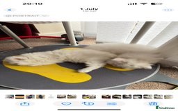 Persian cats for sale: 2 beautiful Persian/ ragdoll boys  - Image 3