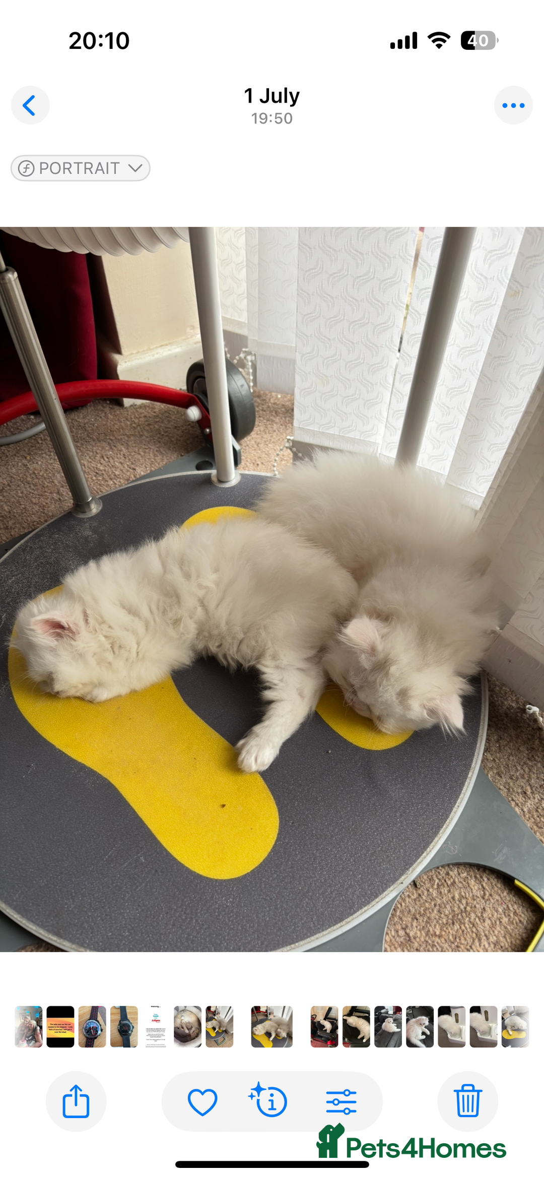 Persian cats for sale: 2 beautiful Persian/ ragdoll boys  - Image 3