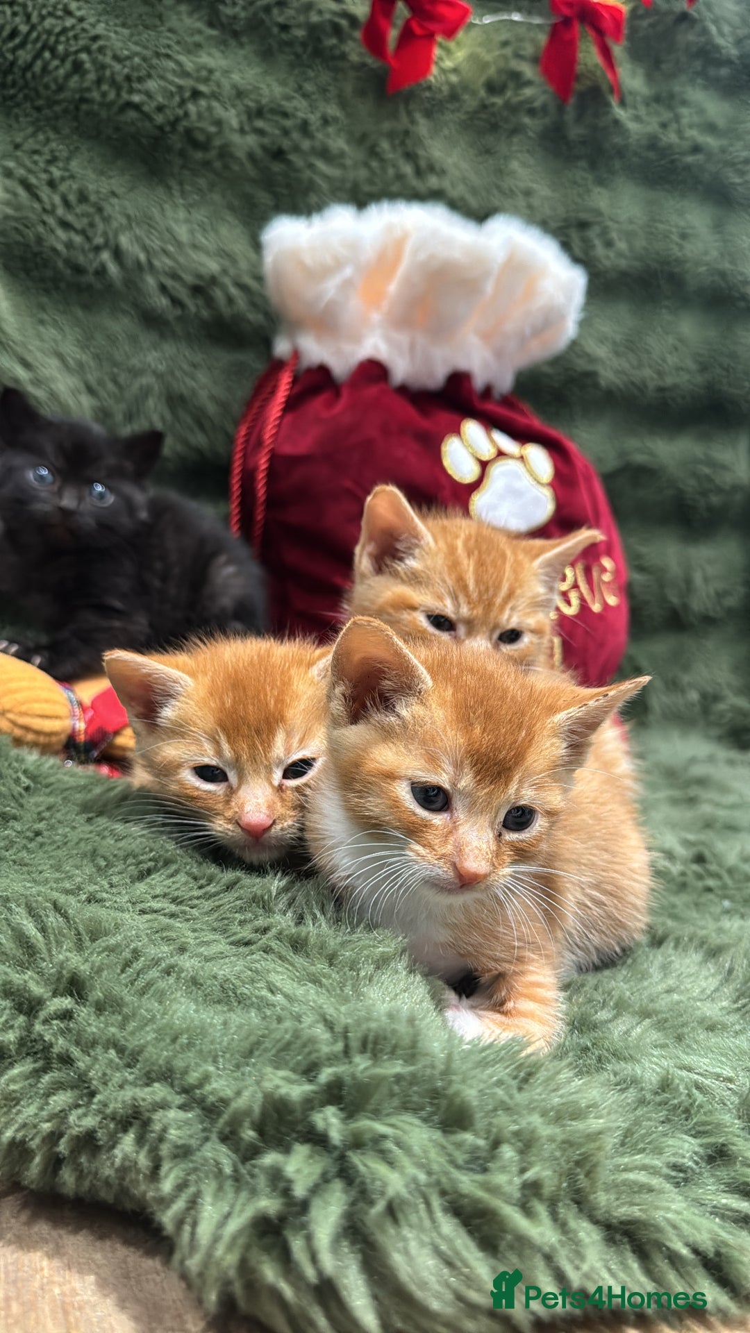 Mixed Breed cats for sale: Last 3 Adorable Ginger Males 🧡 - Advert 5