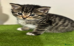Mixed Breed cats for sale: Adorable tabby kittens - Image 10