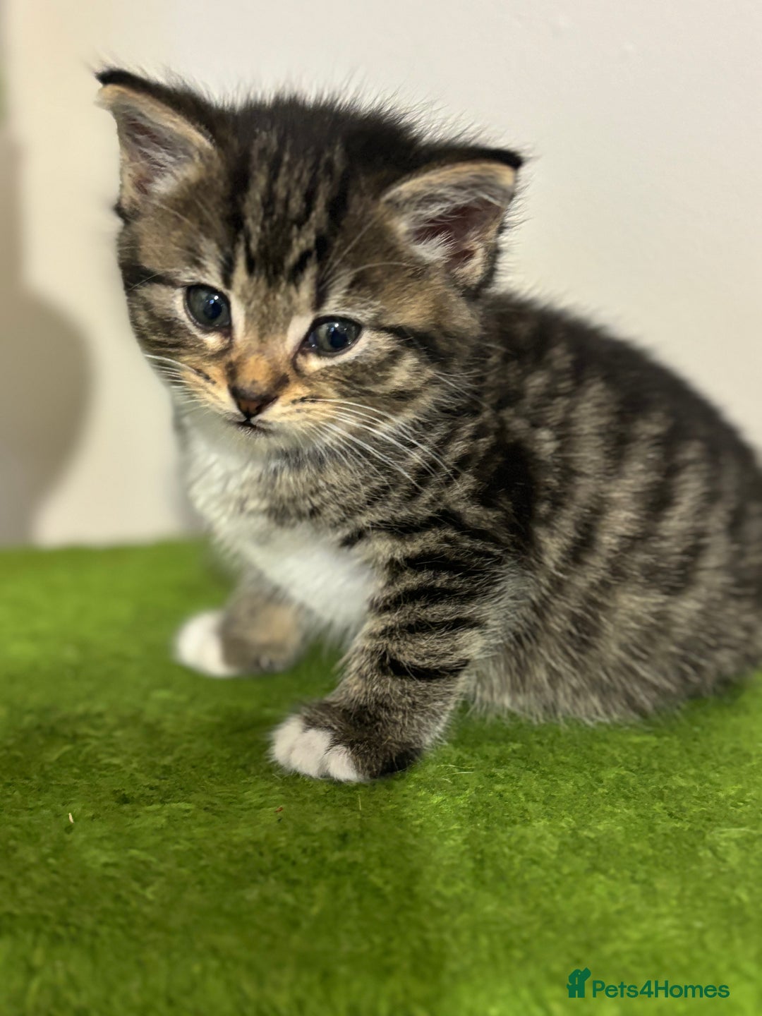 Mixed Breed cats for sale: Adorable tabby kittens - Image 10