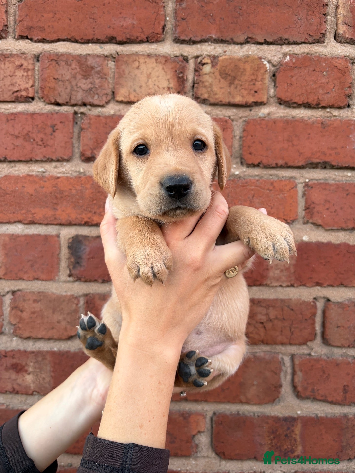 Mixed Breed dogs for sale: Vizslador puppies for sale - Advert 1