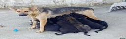 Mixed Breed dogs for sale: Lovely sweet Sam for adoption in Worthing - Advert 3