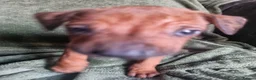 Rhodesian Ridgeback dogs for sale: RHODESIAN RIDGEBACKS PUPPIES  - Advert 3