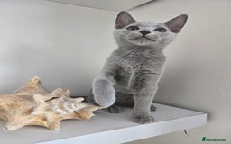 Russian Blue cats for sale: 🏅TOP Quality GCCF Reg Russian Blue Kittens🏆 - Image 8