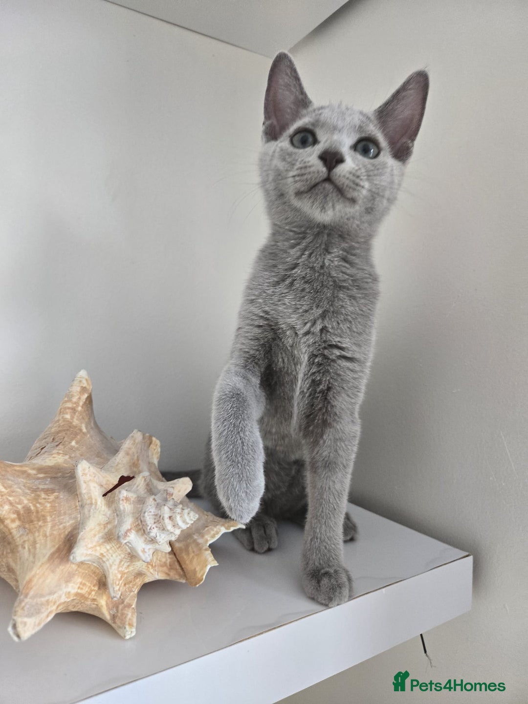 Russian Blue cats for sale: 🏅TOP Quality GCCF Reg Russian Blue Kittens🏆 - Image 8