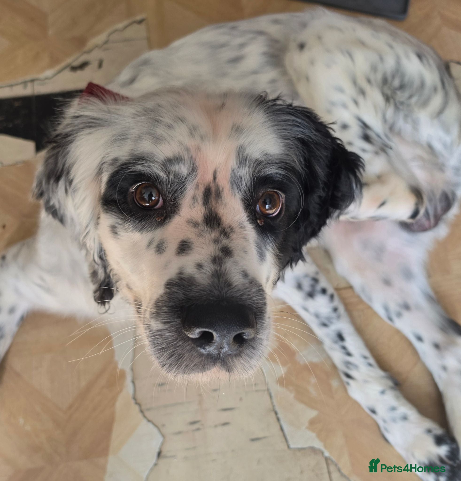 English Springer Spaniel dogs Dunston  - Advert 3
