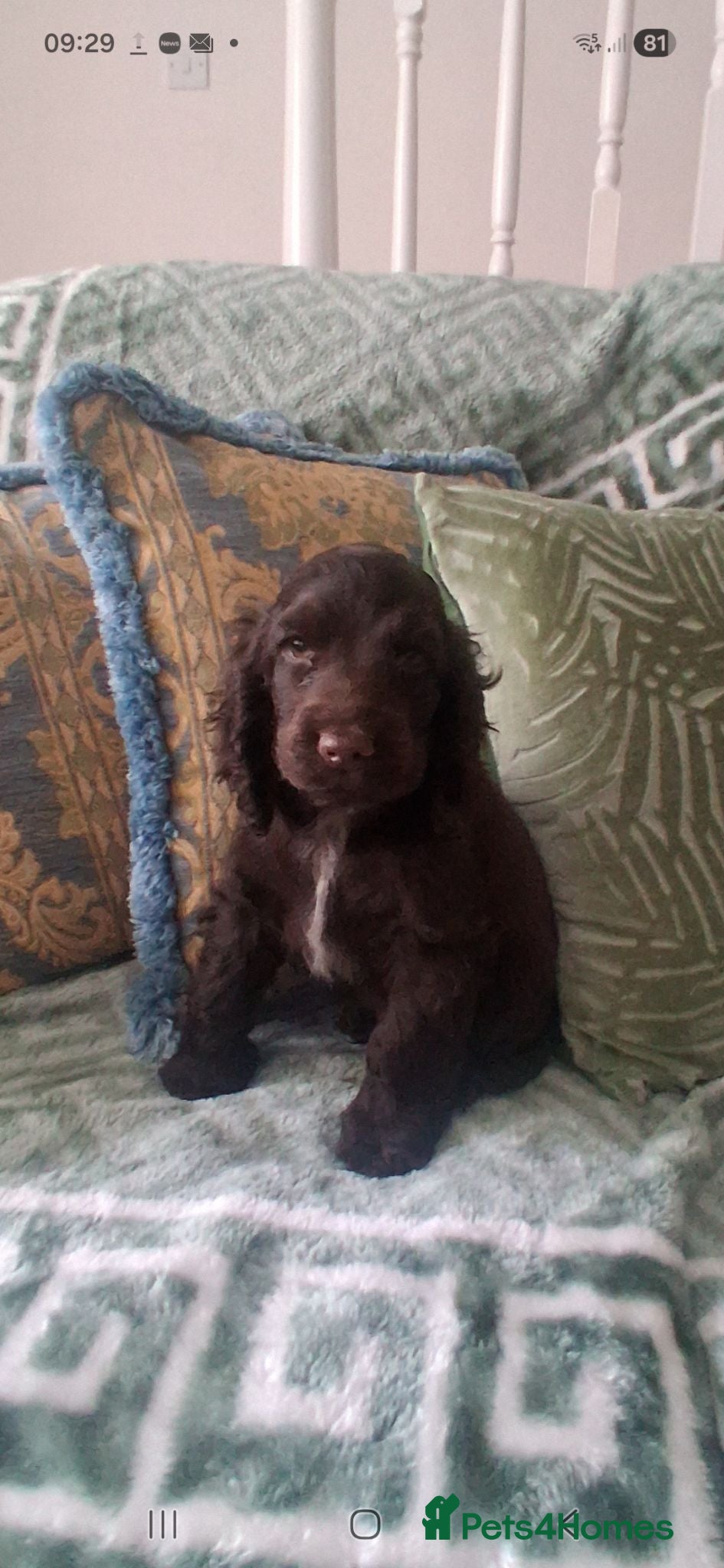 Cocker Spaniel dogs Champion Pedigree KC Reg Showtype Cocker Spaniels - Advert 2