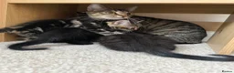 Mixed Breed cats for sale: Brownie, male kitten black with prominent stripes - Advert 2