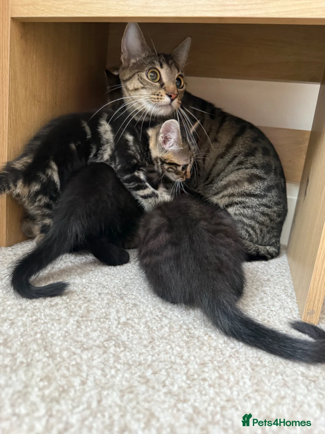 Mixed Breed cats for sale: Brownie, male kitten black with prominent stripes - Advert 2