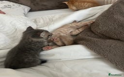 Mixed Breed cats for sale: Beautiful Kittens for sale - Image 23