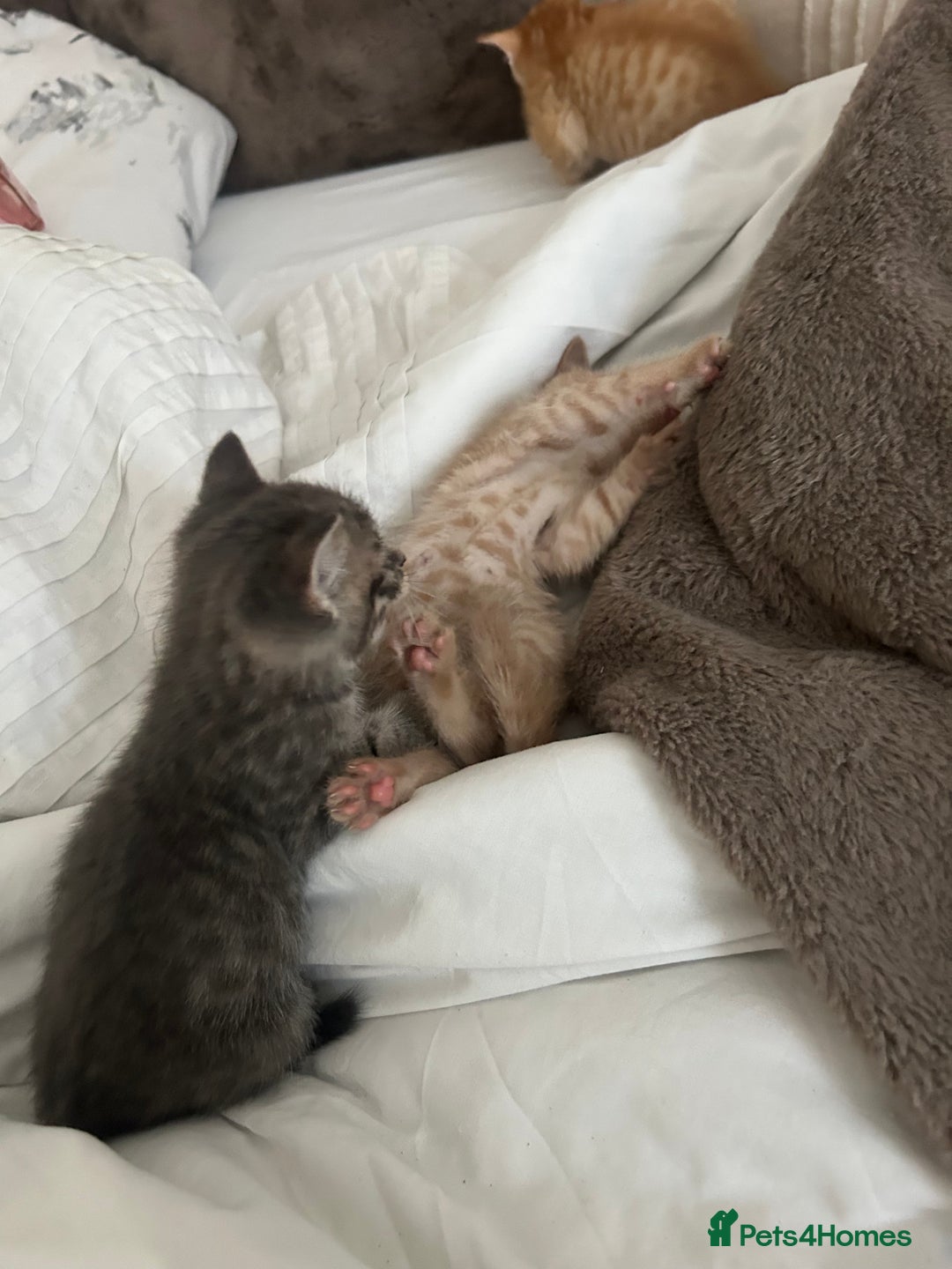 Mixed Breed cats for sale: Beautiful Kittens for sale - Image 23