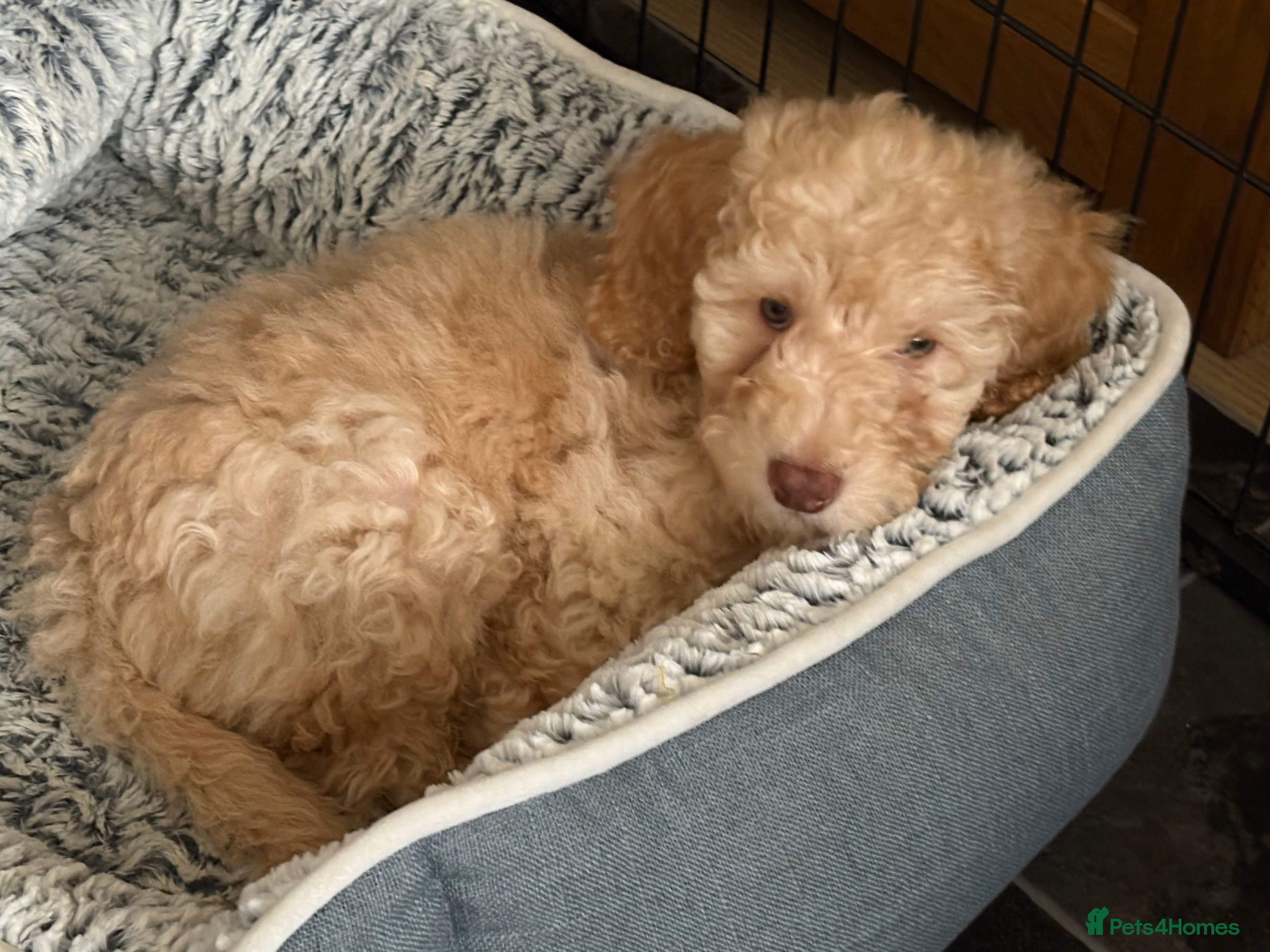Cockapoo dogs Gorgeous Cockapoo Puppy Ready Now 🩵 - Advert 17