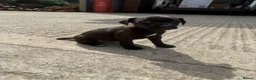 Patterdale Terrier dogs for sale: Patterdale Puppies - Advert 3