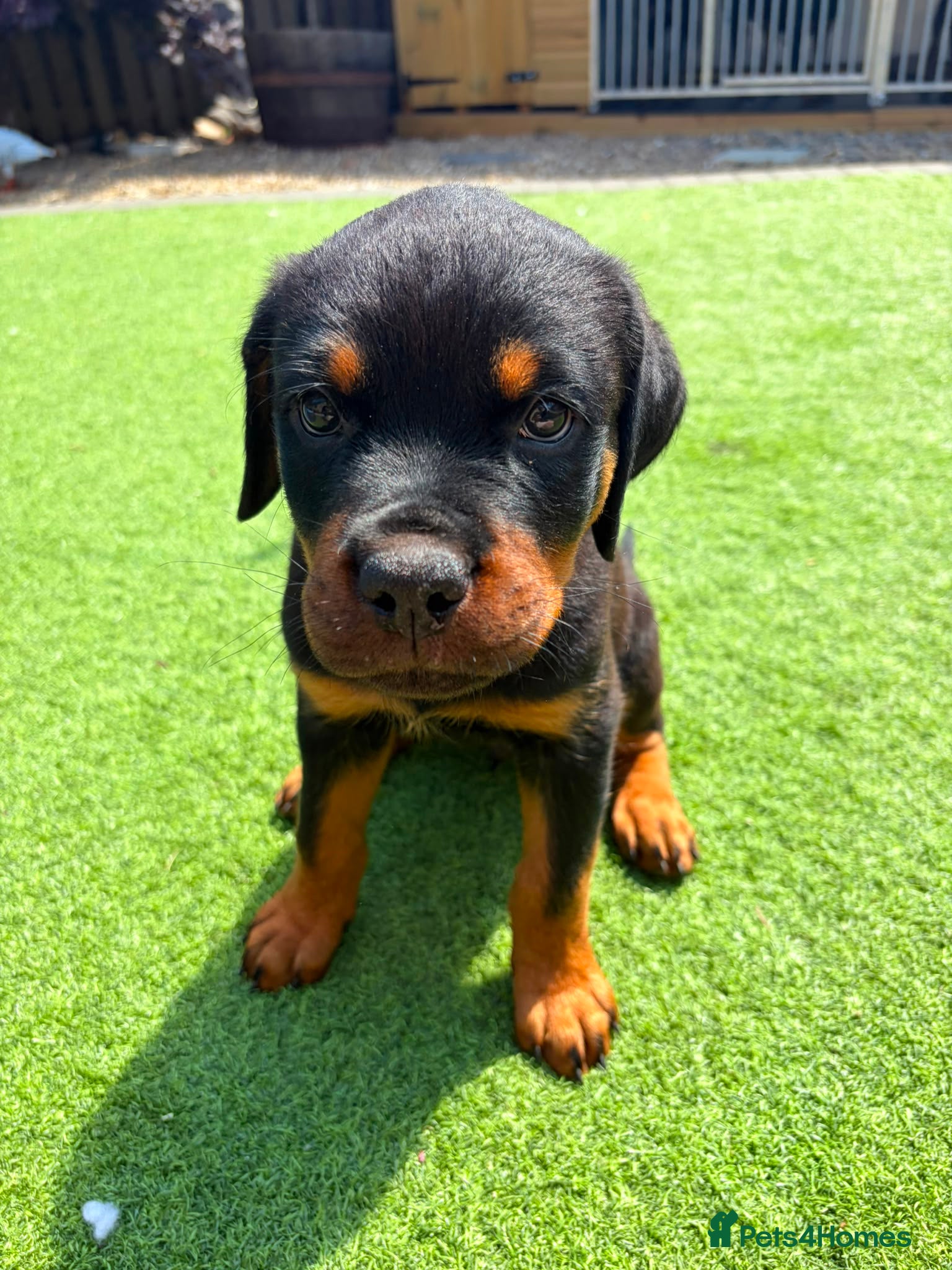 Rottweiler dogs Amazing pedigree working line rottweiler male - Advert 1