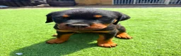 Rottweiler dogs for sale: Amazing pedigree working line rottweiler male in Washington - Advert 1