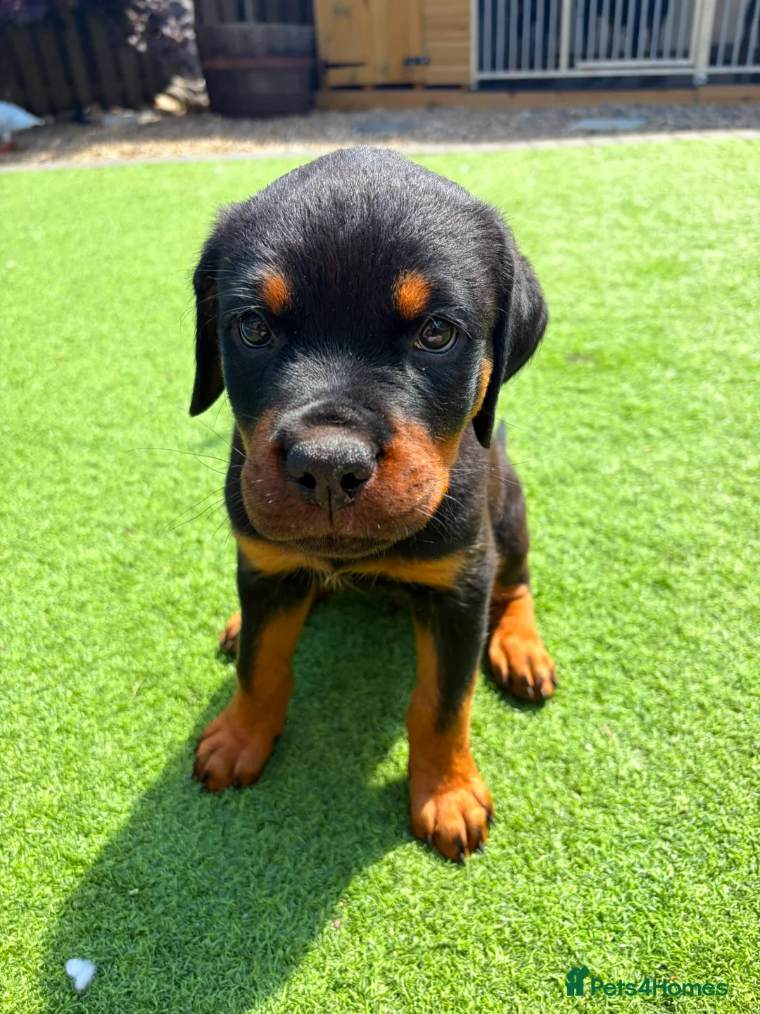 Rottweiler dogs for sale: Amazing pedigree working line rottweiler male in Washington - Advert 1