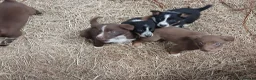 Border Collie dogs for sale: Farm collie puppies  - Advert 6