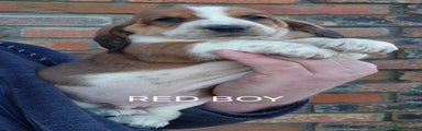 Basset Hound red boy 