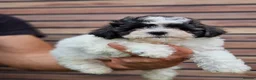 Mixed Breed dogs for sale: Malshipoo - Advert 4