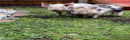 Pig livestock for sale: 2 micro piglets - Advert 5