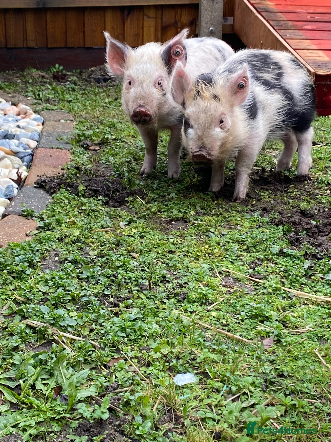 Pig livestock for sale: 2 micro piglets - Advert 5