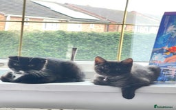 British Shorthair cats for sale: Negotiable British Shorthair  - Image 6