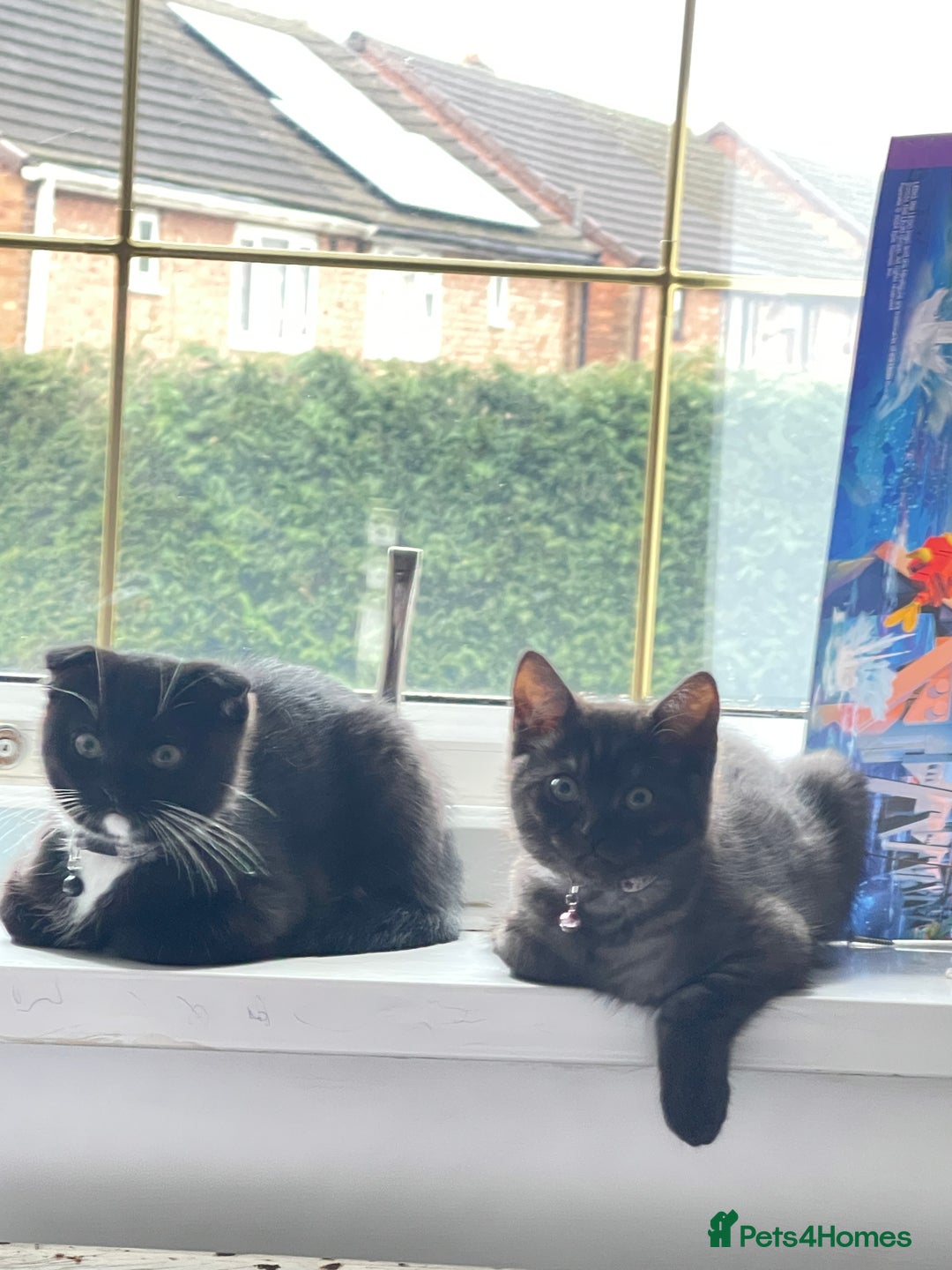 British Shorthair cats for sale: Negotiable British Shorthair  - Image 6