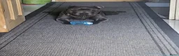 Staffordshire Bull Terrier dogs for sale: Staffordshire Bull Terrier Pupps-2 Boys Available  - Advert 10