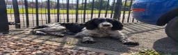 Cocker Spaniel dogs for sale: Cocker spaniel puppies - Advert 1