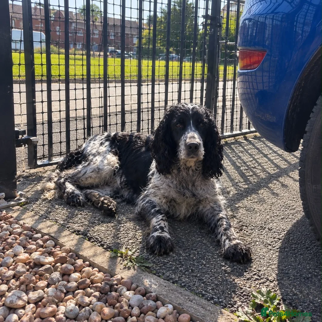 Cocker Spaniel dogs for sale: Cocker spaniel puppies - Advert 1