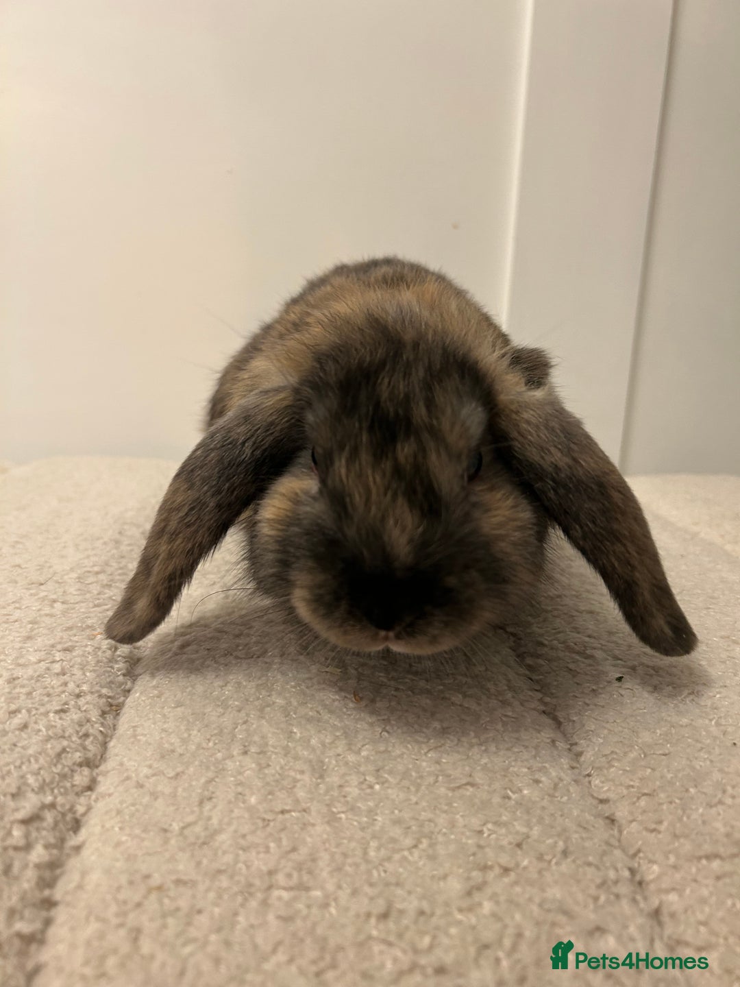 French Lop rabbits for sale: 9 week old lop bunnies . 2 boys left . - Advert 8
