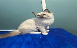 Ragdoll cats for sale: GCCF Ragdoll kittens ready now - Image 20