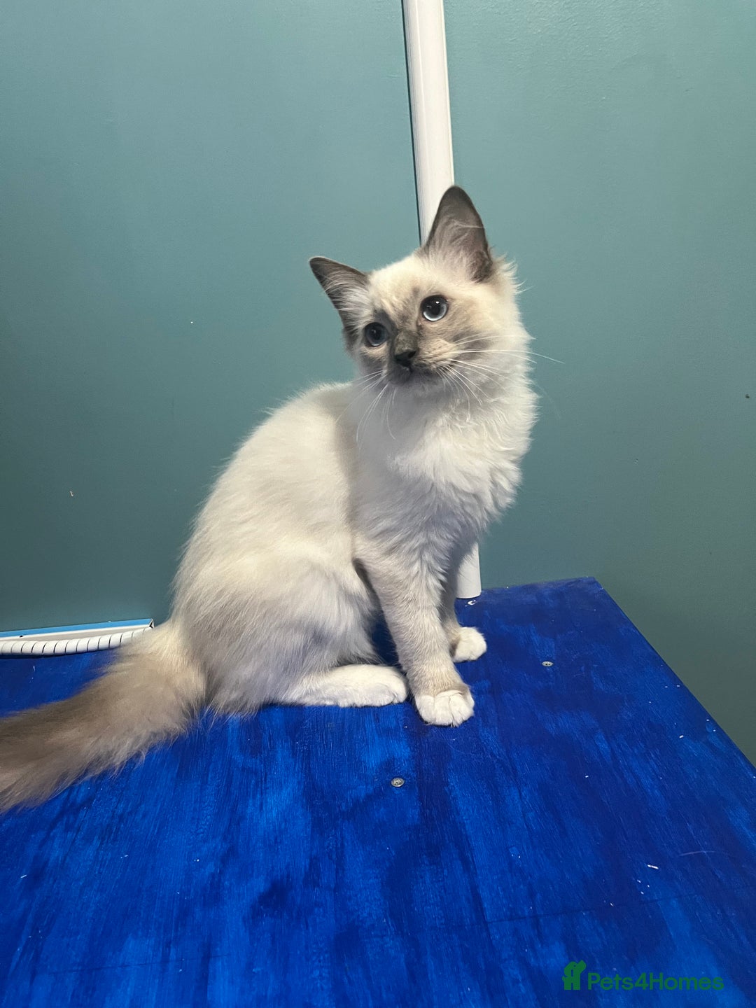 Ragdoll cats for sale: GCCF Ragdoll kittens ready now - Image 20