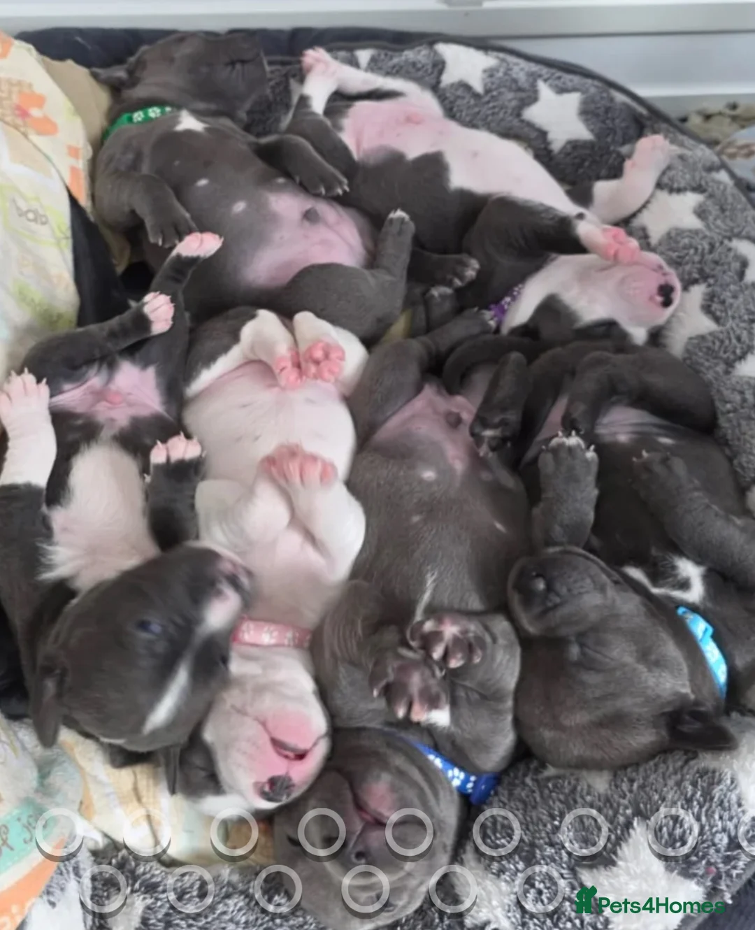 Staffordshire Bull Terrier dogs for stud: KC Registered Blue Staff Stud includes A.I in Liverpool - Advert 15