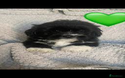 Lhasa Apso dogs for sale: Beautiful Lhasa apso puppies  - Advert 6