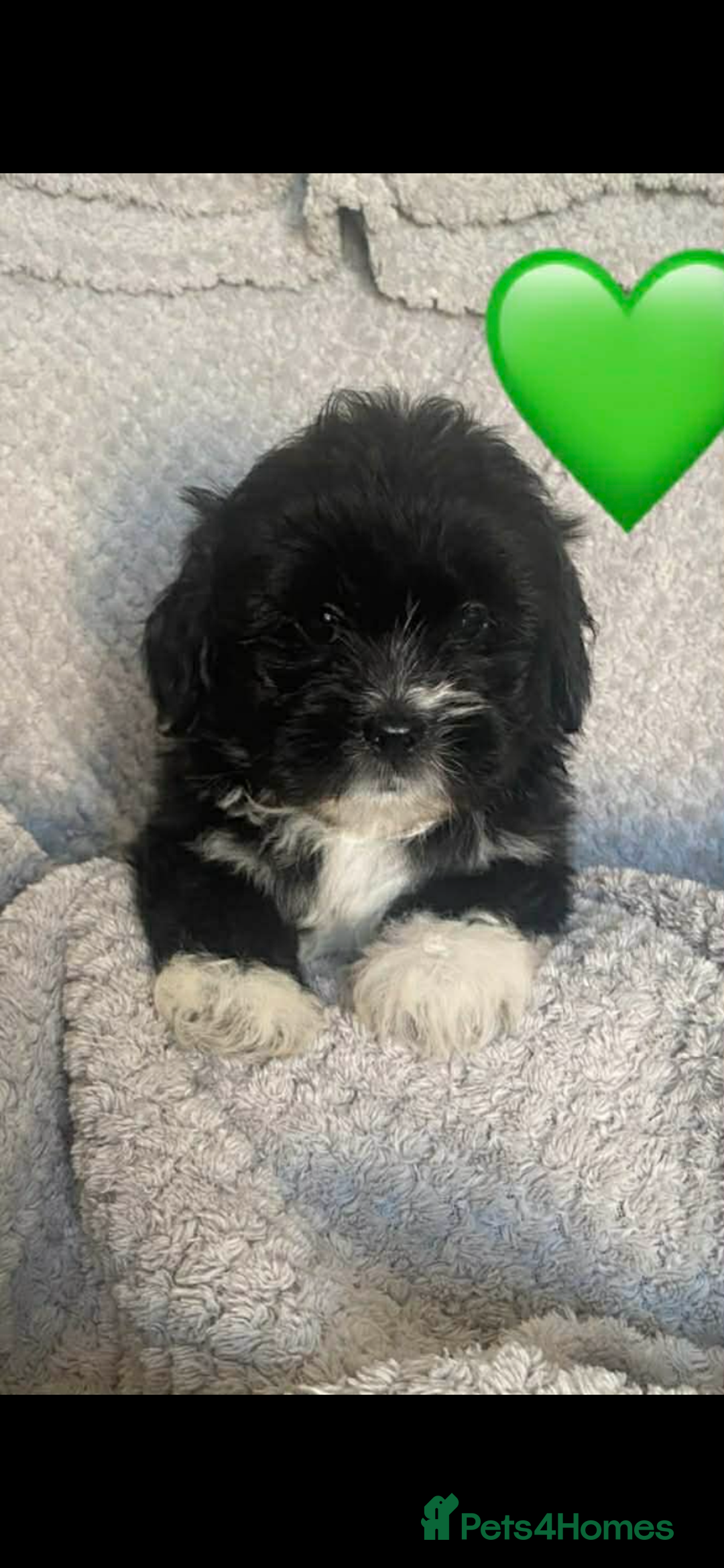 Lhasa Apso dogs for sale: Beautiful Lhasa apso puppies  - Advert 6
