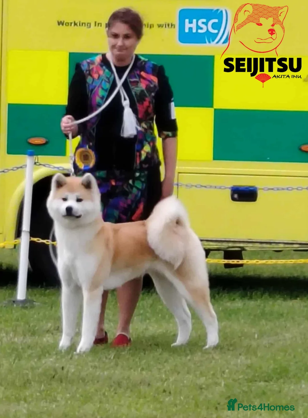 Japanese Akita Inu dogs for sale: Beautiful female Japanese Akita Inu for sale  - Advert 1