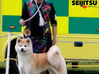 Japanese Akita Inu dogs Beautiful female Japanese Akita Inu for sale - Advert 5